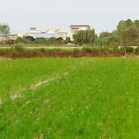زمین۵۰۰متری کشاورزی محدوده دریا(فاصله۳۰۰متری ساحل)