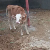 راهنمایی در مورد بار