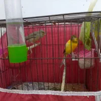 معاوضه دارم با عروس