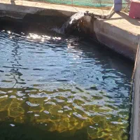 فروش-مزرعه-پرورش-قزل