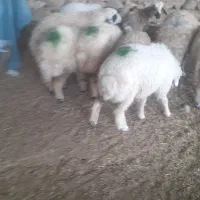 بره