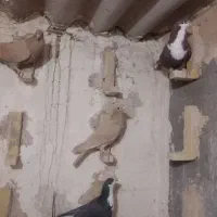 کرواتی وزردکرمونی وجوجه کاکلی