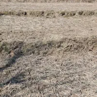 زمین مزروعی ۲۰۰۰ متر شیراباد تالش|فروش زمین و ملک کلنگی|حویق, |دیوار