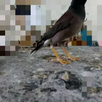 سلام وقت بخیر فروش مرغ مینا ماده