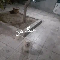 سگ آرام وناز