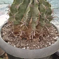 سرگرمی|کلکسیون و سرگرمی|تهران, خزانه|دیوار