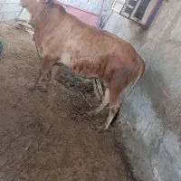 گوساله نر