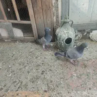 یک جفت جوجه پلاکی