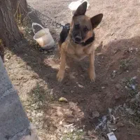 سگ پلیس نژاد آلمانی ژرمن|سگ|امام, |دیوار