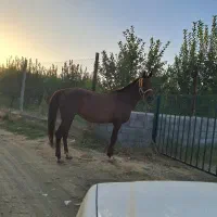 اسب مادیان دره شور