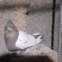 کبوتربالسفید