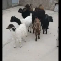 ۱۰راس بزغاله ماده