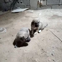 توله ۱۷ماهه پژدر|سگ|مراغه, |دیوار