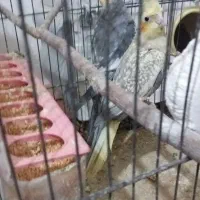 دو جفت عروس هلندی|پرنده|شال, |دیوار
