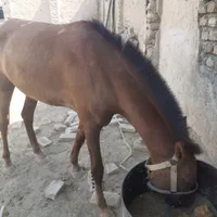اسب|اسب و تجهیزات اسب‌سواری|گنبد کاووس, |دیوار