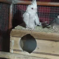 عروس مولد|پرنده|شیراز, کوشک میدان|دیوار