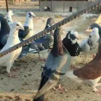کفتر پلاکی دسته اولی روبوم|پرنده|سروستان, |دیوار