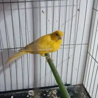 قناری ماده|پرنده|پاکدشت, پاکدشت (مامازند)|دیوار