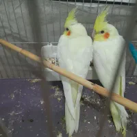 جوجه ی سرلاکی  عر وس هلندی