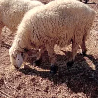 میش داشتی ترکی بز بره کهرق قوچ پازن نر