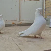 4 عدد سفید کاکلی نوک ریز