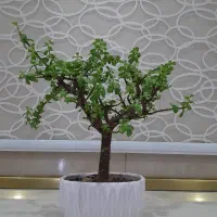 بونسای خرفه ای|گل و گیاه طبیعی|پاکدشت, پاکدشت (مامازند)|دیوار