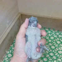 جوجه سرلاکی شاه طوطی  راهب سنگال|پرنده|مشهد, شهید قربانی|دیوار