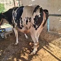 بزه گاو برای فروش برای اطلاعات بیشتر تماس بگرید