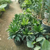 گل طبیعی|گل و گیاه طبیعی|آزادشهر, |دیوار