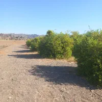 باغ آبنما شهرک ۱۳آبان|فروش زمین و ملک کلنگی|رودان, |دیوار