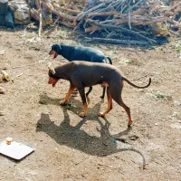 دوتا سگ نژاد اصلی. دوبرمن