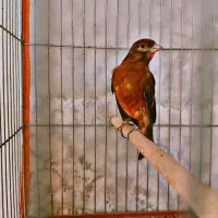 قناری نر مست مس