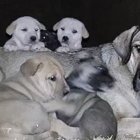 ماده پژدر|سگ|سنندج, |دیوار