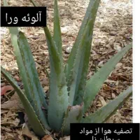 گل گول|حراج|بروجرد, |دیوار