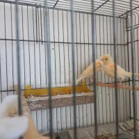 جفت موزایکی|پرنده|نوشین شهر, |دیوار