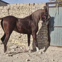 نریان عرب خالص ایرانی|اسب و تجهیزات اسبسواری|یزد, |دیوار