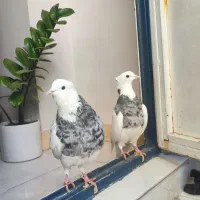 کفتر طوقی الماسی