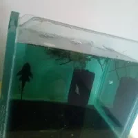 ماهی گیاهخوار