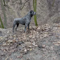 کن کورسو ۸ ماهه مطابق عکس وارداتی هست