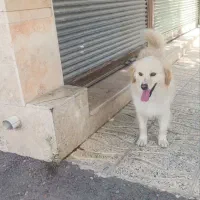 سگ اشپیتزع پامر نر