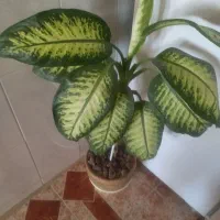 فروش کل|گل و گیاه طبیعی|شهرکرد, |دیوار