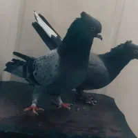 کبوتر|پرنده|اردکان, |دیوار