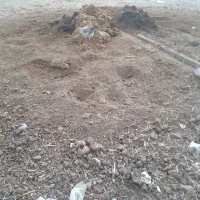 کود دامی گاو|خدمات باغبانی و درختکاری|پارس‌آباد, |دیوار