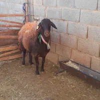 میش شیشک افشاری|حیوانات مزرعه|بن, |دیوار