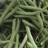 لوبیا سبز تازه چین