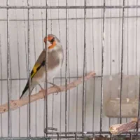 سهره کرمانی دارابی گل بلند خوشکل