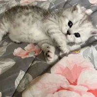 بچه گربه توله گربه