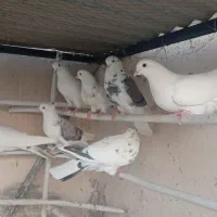 کفتر کبوتر ماده پررشی