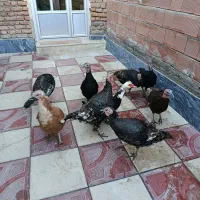 بوقلمون طبیعی|حیوانات مزرعه|اردبیل, |دیوار