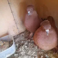 کفتر،رواعب،پرنده